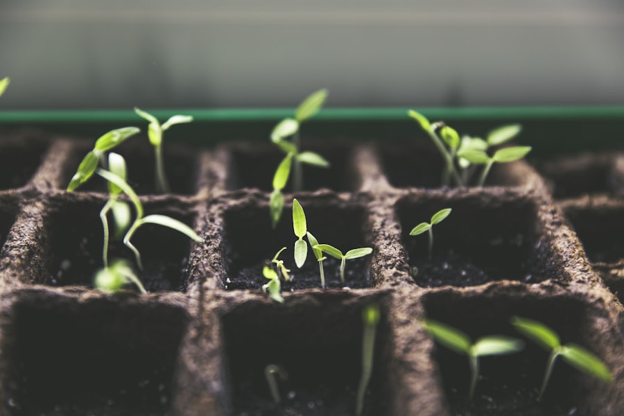 Potted culinary herbs